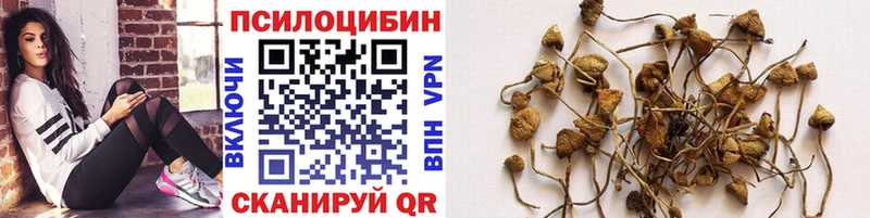 mega вход  дарк нет телеграм  Покачи  Галлюциногенные грибы Psilocybe  сколько стоит 